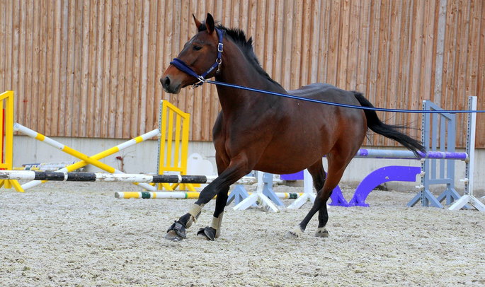 Horse in training