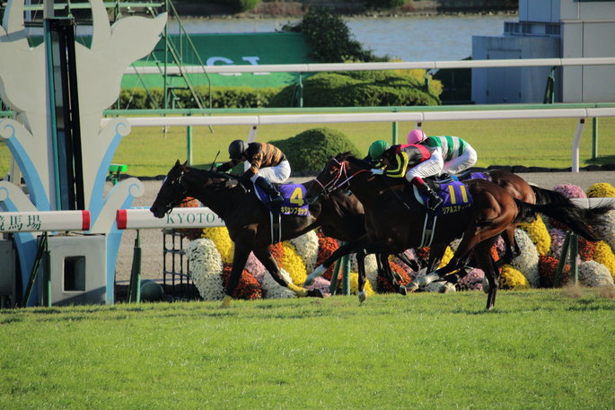 2015 Kikuka Sho Race in Japan
