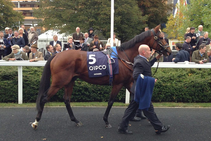 Racehorse Nathanial in Ascot Parade Ring