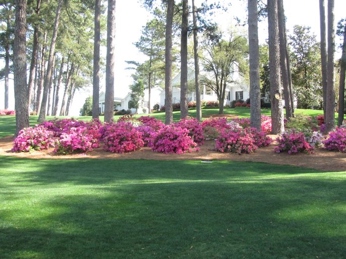 Azaleas at Augusta National