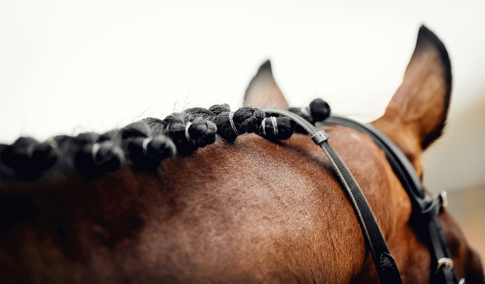 Braided Mane of Racehorse