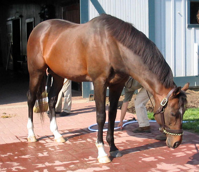 The Racehorse Cigar at the Kentucky Horse Park