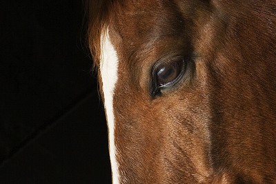 Close Up Profile of Horse with White Blaze