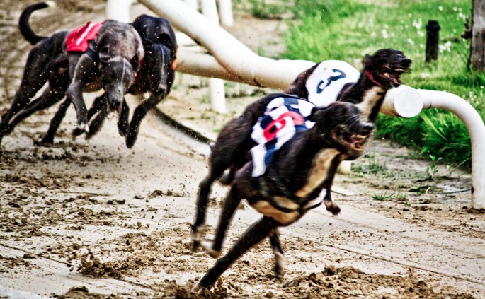 Close Up of Greyhounds Racing at Crayford