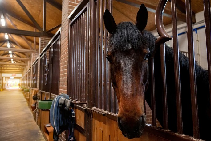 Dark Brown Horse Looking Out of Stable Block