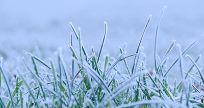 Frost Covered Grass