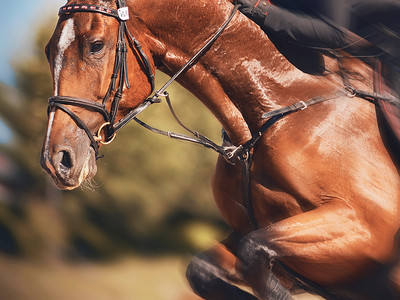 Horse Jumping