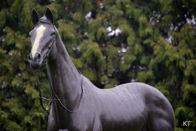 Statue of Kauto Star at Kempton Racecourse