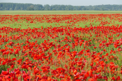 Poppy Field