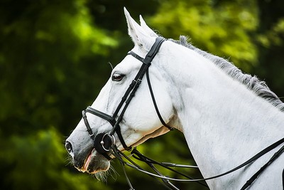 Profile of Light Grey Horse