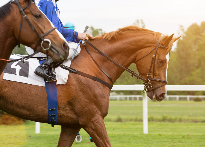 Racehorse and Jockey in Blue Silks