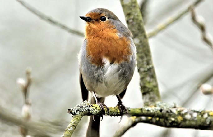 Robin on Tree Branch