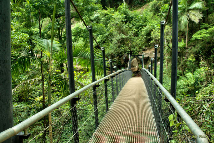 Suspension Bridge in the Springbrook National Park in Australia