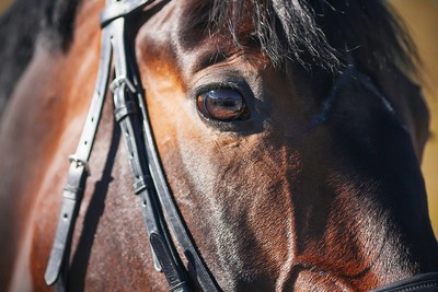 Sunlit Bay Horse Muzzle