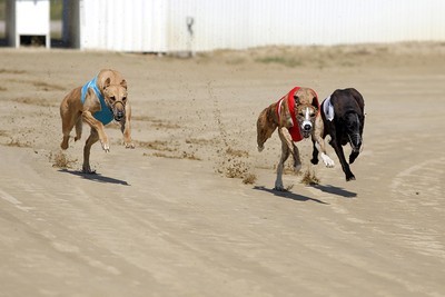 Three Greyhounds Racing on Track
