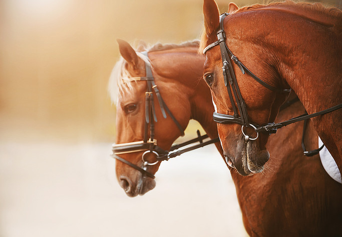 Two Chestnut Horses in Profile